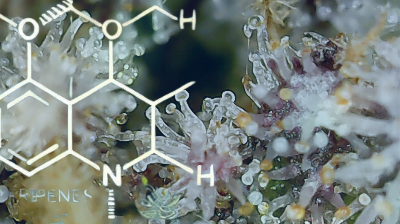 Die Wissenschaft der Strains: Wie Genetik & Terpene die Zukunft prägen