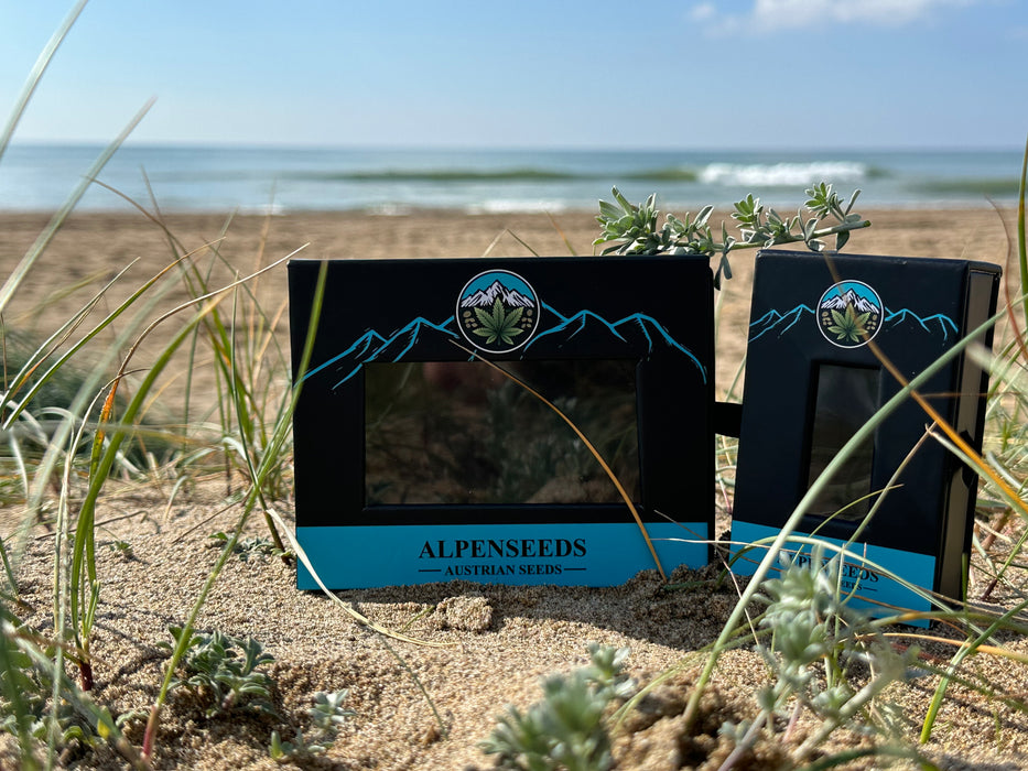 Ocean Stout Cherries – Limitierte Sammleredition (1 von 3 Samen verfügbar)