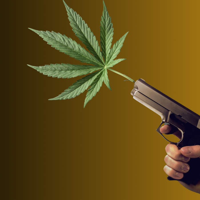 Shotti: Ein Strain mit Charakter und Seele