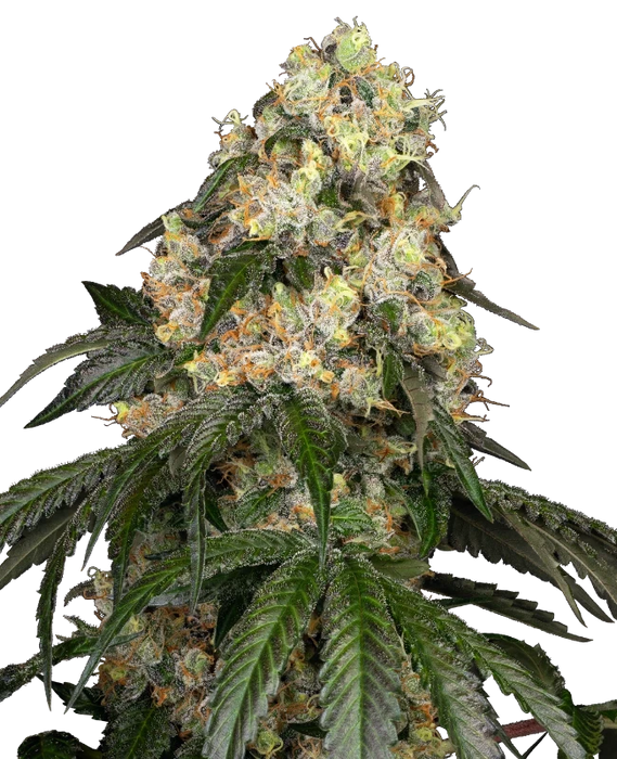 White Biscotti OG XXL Feminisiert – Kraftvolle Indica mit luxuriösem Aroma