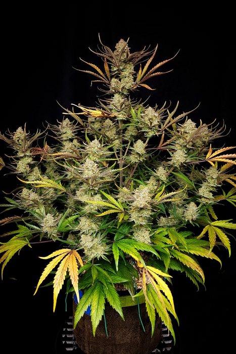 Apple Strudel Auto – 29% THC | Süß-saurer Apfelgenuss im XL-Format