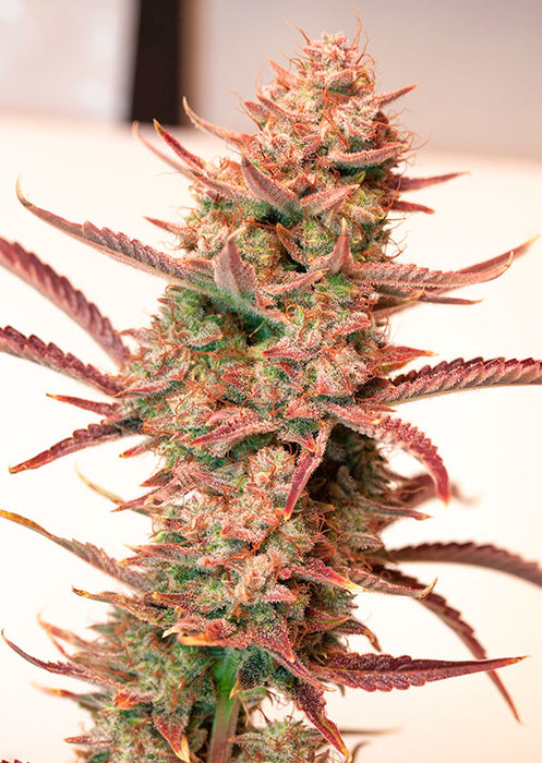 Banana Blaze – Der süße Indica-Traum mit XL-Erträgen