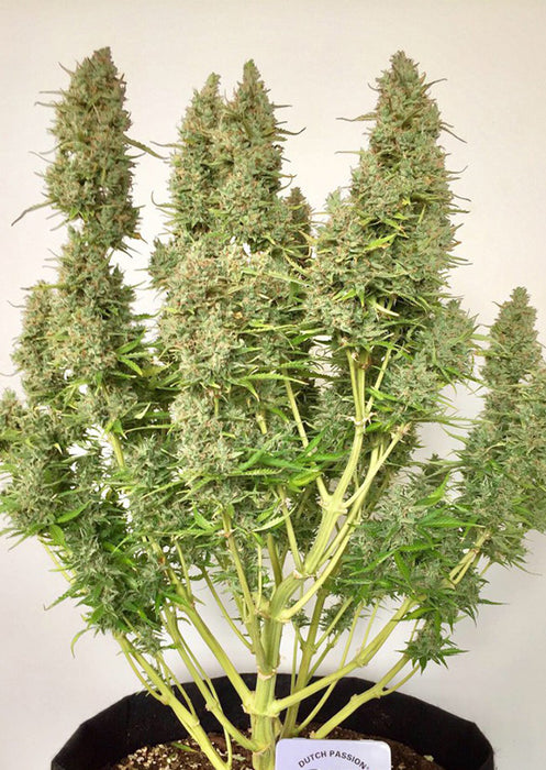Auto Ultimate – Die Königin der XXL-Autoflowers