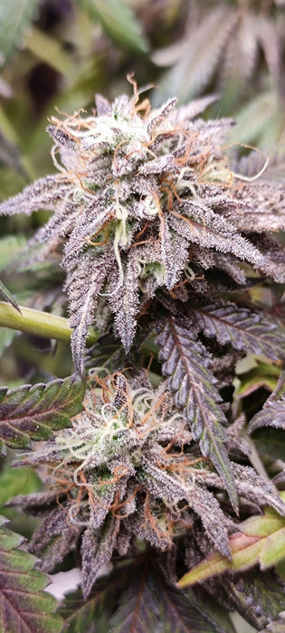 Cookie Cement – Szene-Power in Terpenform (nur 3 Einzel-Samen verfügbar)