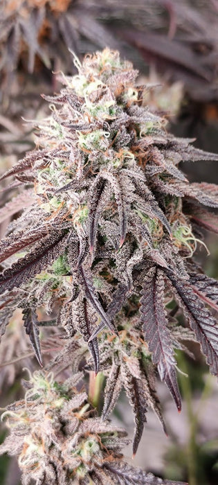 Cookie Cement – Szene-Power in Terpenform (nur 3 Einzel-Samen verfügbar)