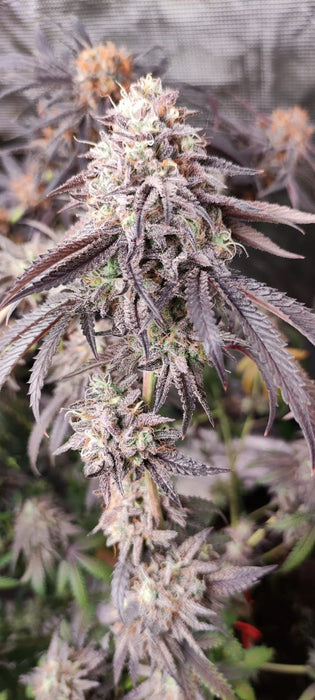 Cookie Cement – Szene-Power in Terpenform (nur 3 Einzel-Samen verfügbar)