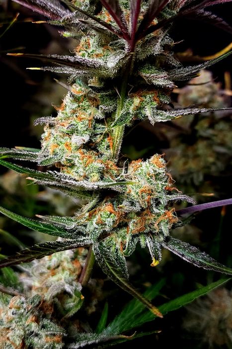 Apple Strudel Auto – 29% THC | Süß-saurer Apfelgenuss im XL-Format