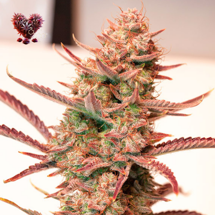 Banana Blaze – Der süße Indica-Traum mit XL-Erträgen
