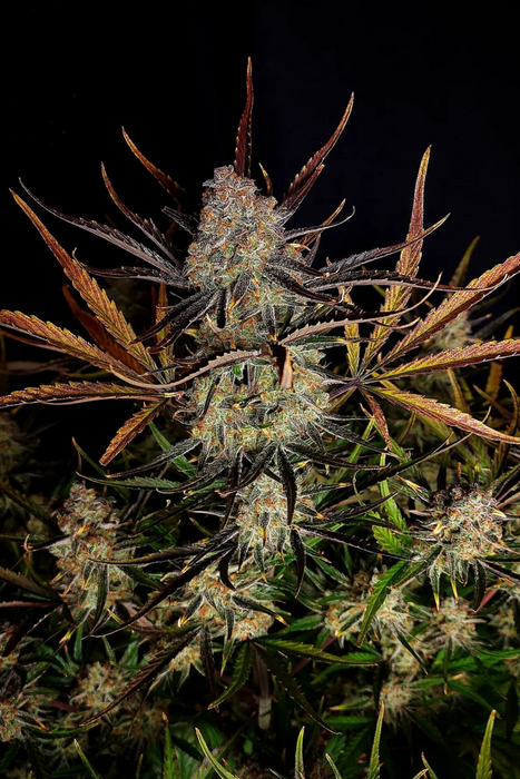 Apple Strudel Auto – 29% THC | Süß-saurer Apfelgenuss im XL-Format