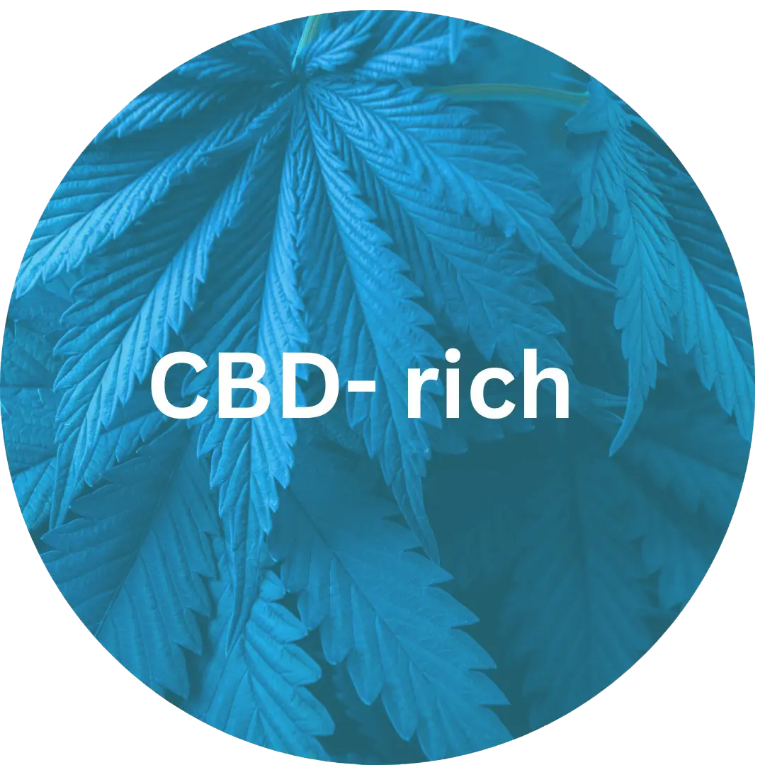 CBD-rich Seeds