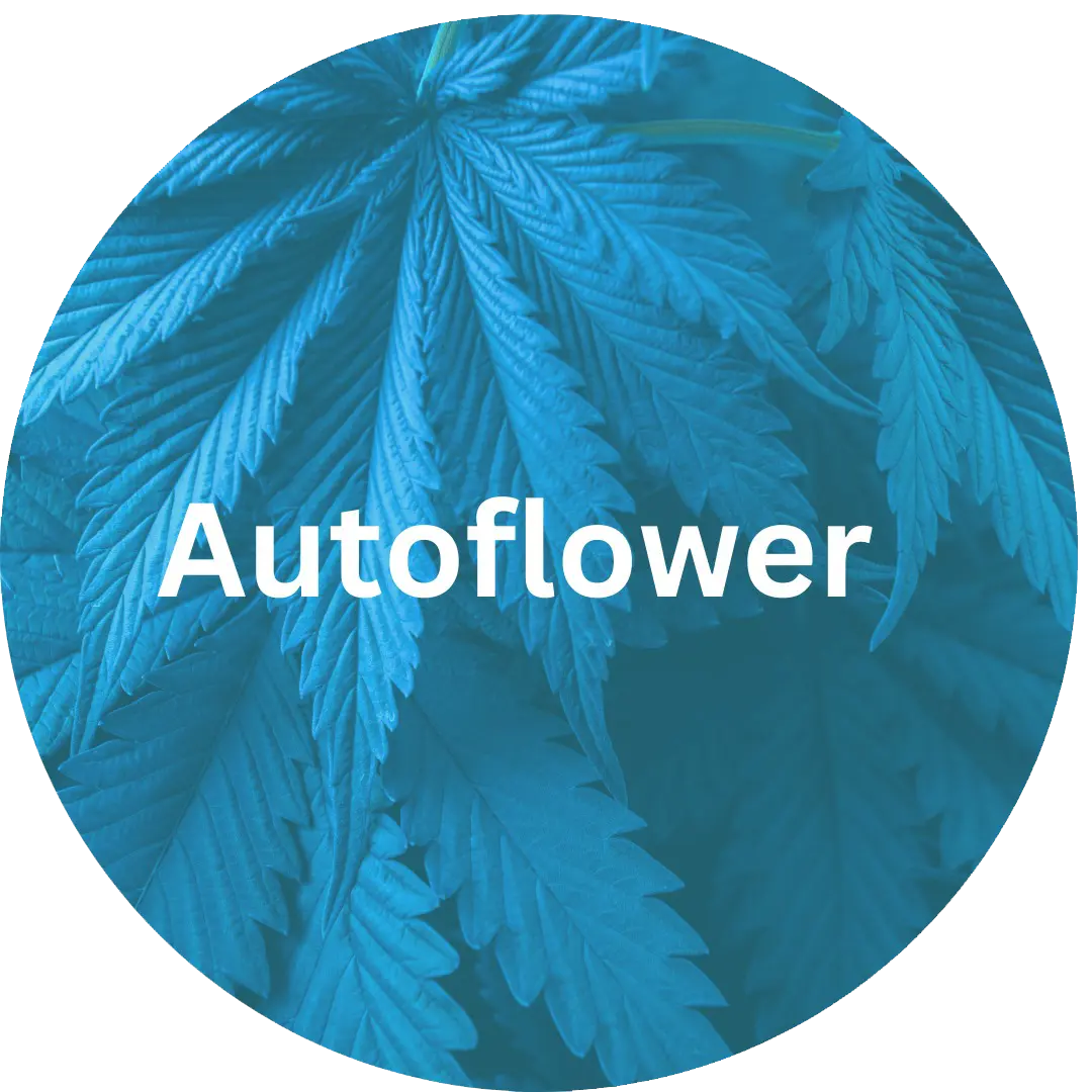 Autoflower